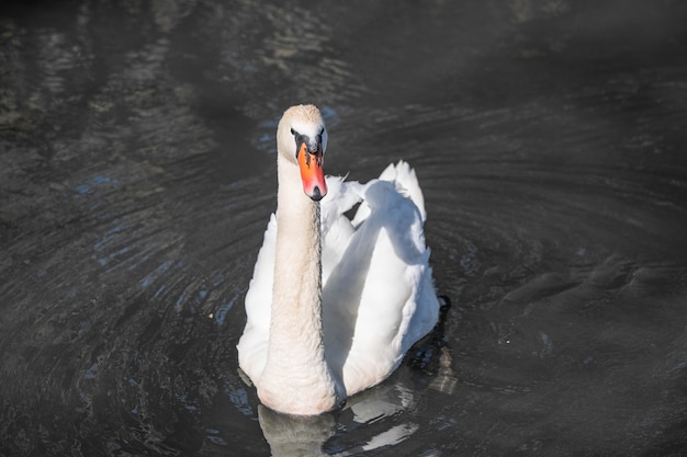 Beautiful white swan close up in the lake. High quality photo