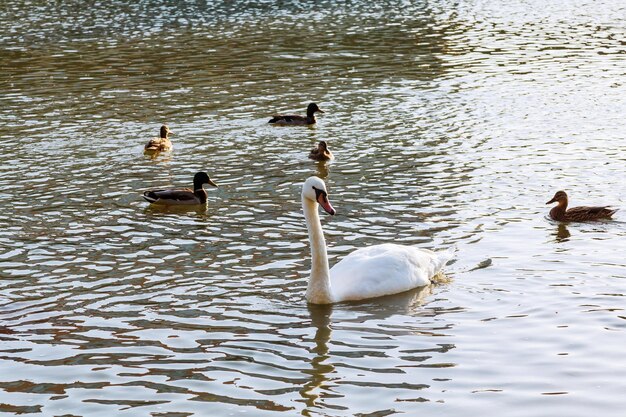 Beautiful white swan couple on blue water