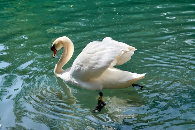 A beautiful white swan swims in the lake