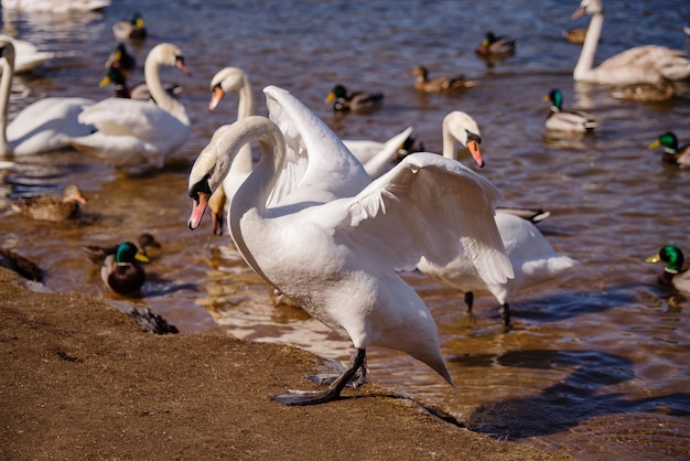 Beautiful white swans near the river