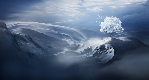 Beautiful white tree in snow mountain