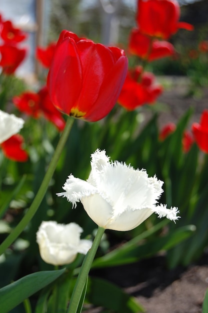 Beautiful white tulip grows in the spring garden