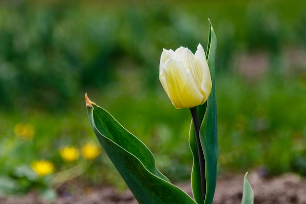 Beautiful white tulips on a background of green grass