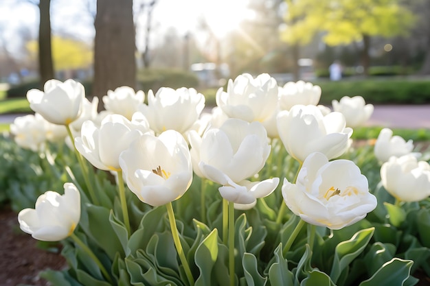 Beautiful white tulips in the garden