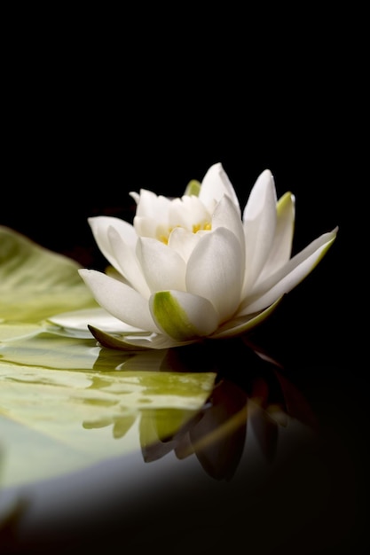 Beautiful white water lily flower in the lake Nymphaea reflection in the pond