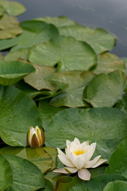 Beautiful white water lily flower in the lake Nymphaea reflection in the pond