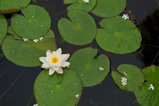 Beautiful white water lily flower in the lake Nymphaea reflection in the pond