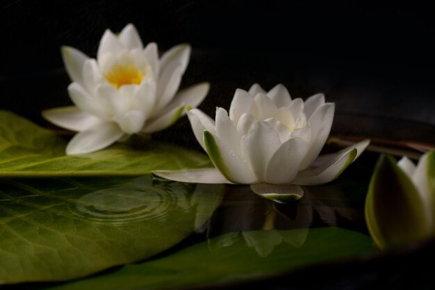 Beautiful white water lily flower in the lake Nymphaea reflection in the pond