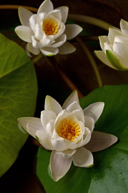 Beautiful white water lily flower in the lake Nymphaea reflection in the pond