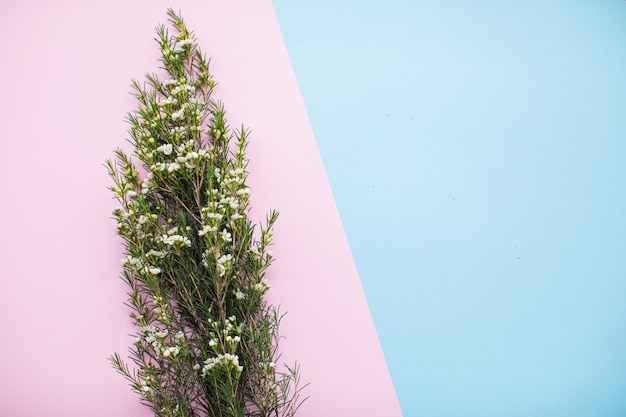 Beautiful white waxflower on multicolored paper backgrounds with copy space. Spring, summer, flowers, color concept, women's day.