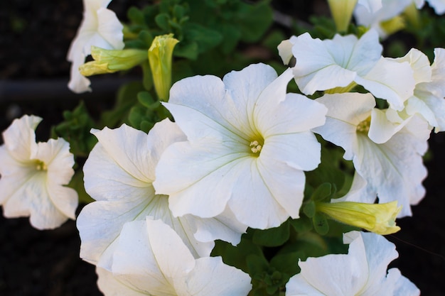 Beautiful white and yellow petunias flowers.