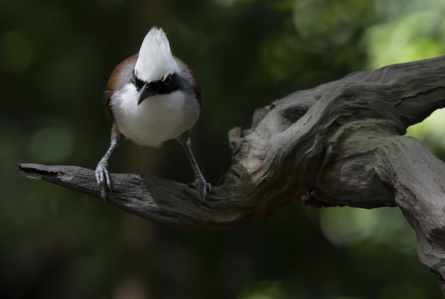 Beautiful Whitecrested laughingthrush perching on trunk Thailand