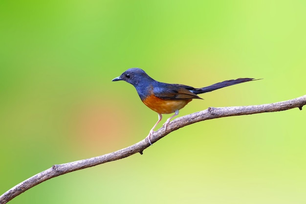 Beautiful Whiterumped shama perched on a branch in tropical forest