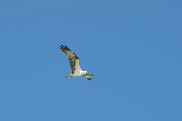 Beautiful wild bird eagle with spread wings flying high in blue sky