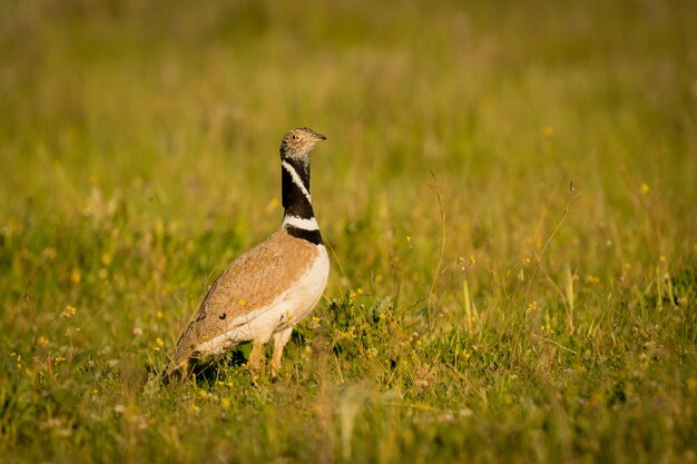 Photo beautiful wild bird in the meadow.