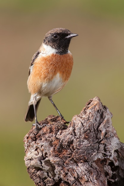 Beautiful wild bird perched on a branch in nature