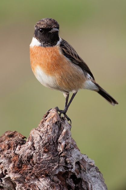 Beautiful wild bird perched on a branch