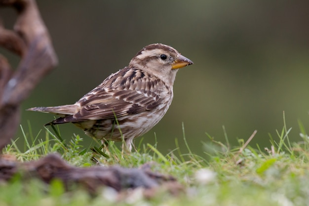 Beautiful wild bird  