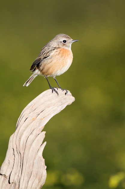 Photo beautiful wild bird