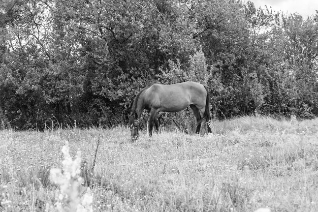 Beautiful wild brown horse stallion on summer flower meadow