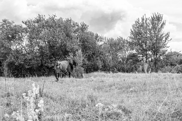 Beautiful wild brown horse stallion on summer flower meadow