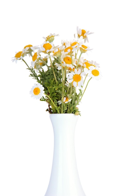 Beautiful wild camomiles in vase isolated on white