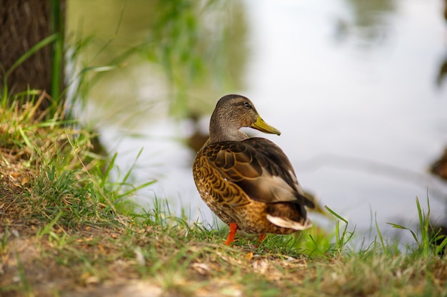 Beautiful wild duck on the lake close-up