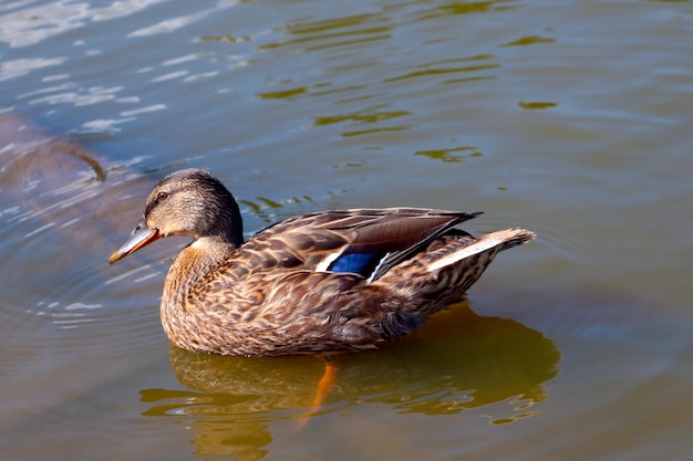 A beautiful wild duck swims in the lake Wildlife