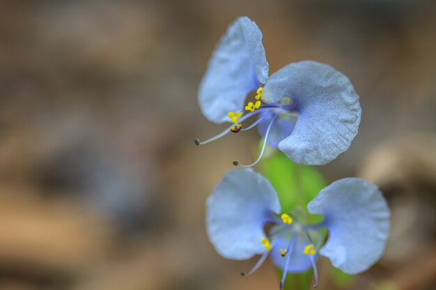 Beautiful wild flower in forest