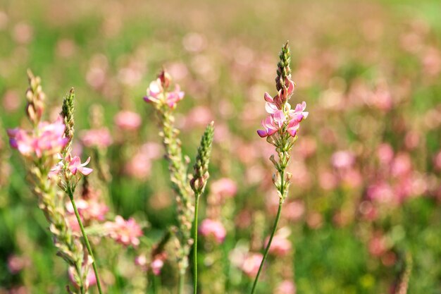 Beautiful wild flowers in the field