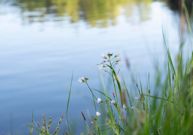 Beautiful wild flowers near the water of quiet pond or lake summer landscape with copy space