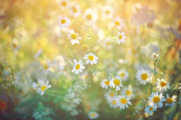 Beautiful wild flowers.