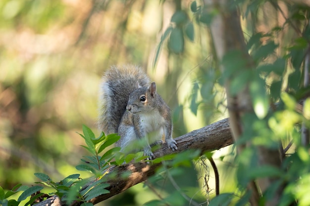 Beautiful wild gray squirrel in Florida shrubs