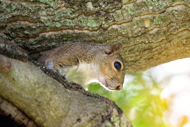 Beautiful wild gray squirrel hiding on tree in summer town park