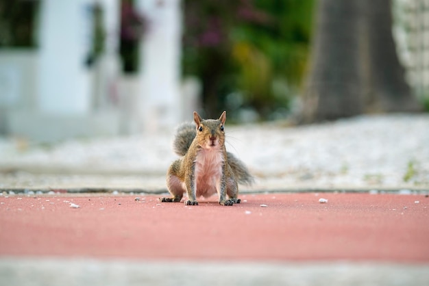 Beautiful wild gray squirrel in summer town park