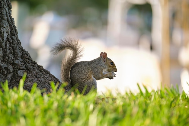 Beautiful wild gray squirrel in summer town park