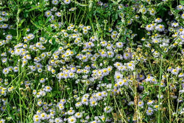 Beautiful wild growing flower mexican daisy on background meadow photo consisting of wild growing flower mexican daisy to grass meadow wild growing flower mexican daisy at herb meadow countryside