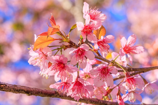 The beautiful Wild Himalayan Cherry  on highland in Thailand.