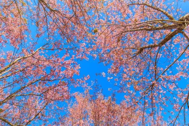 The beautiful Wild Himalayan Cherry  on highland in Thailand.