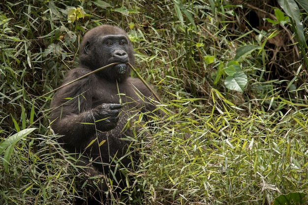 Beautiful and wild lowland gorilla in the nature habitat in Africa