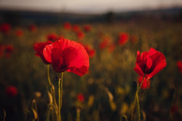 Beautiful wild poppies at sunset in the field close up