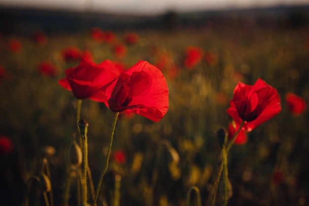 Beautiful wild poppies at sunset in the field close up