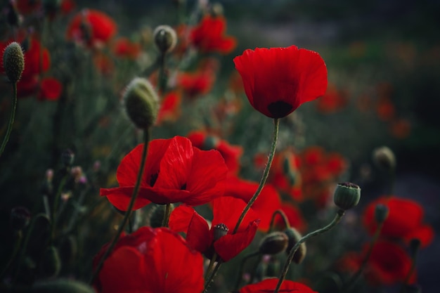 Beautiful wild poppies at sunset in the field close up