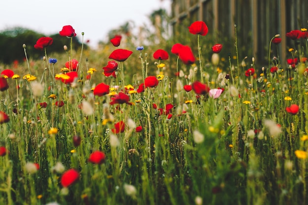 Beautiful wild red poppies spring