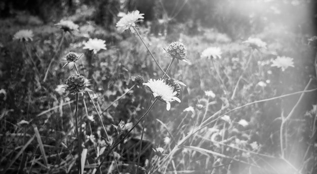 Beautiful wildflowers in a black and white background with a bee on a flower.