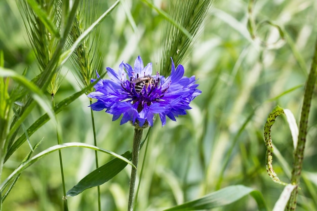 Beautiful wildflowers cornflowers flower in summer. Selective focus