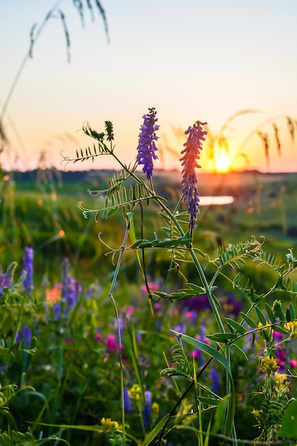 Beautiful wildflowers on a green meadow, summer evening with a bright meadow at sunset.