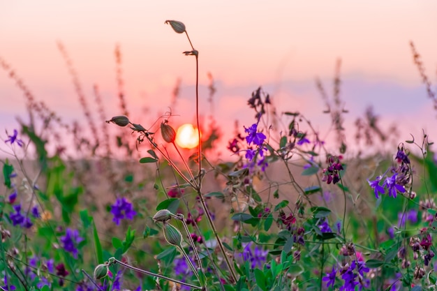 Beautiful wildflowers on a green meadow, summer evening with a bright meadow at sunset.