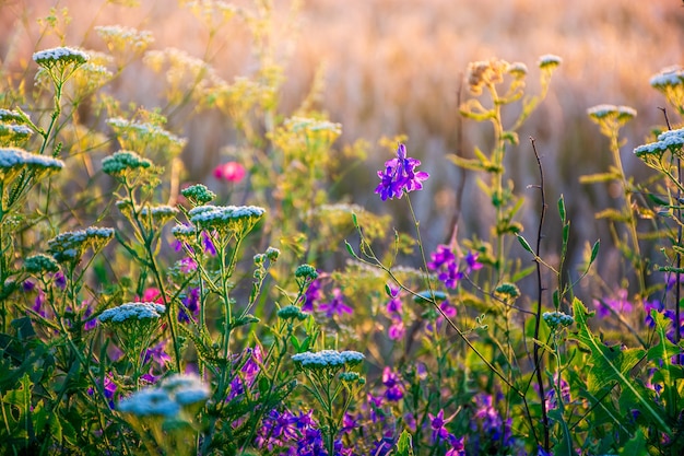 Beautiful wildflowers on a green meadow, summer evening with a bright meadow at sunset.