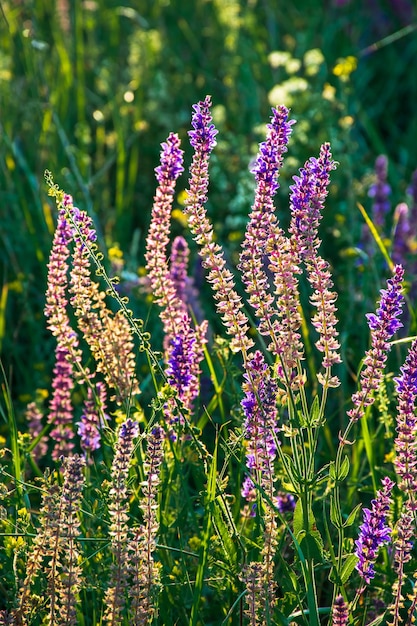 Beautiful wildflowers on a green meadow, summer evening with a bright meadow at sunset.